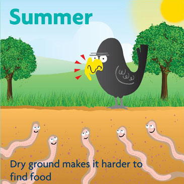 Summer - dry ground makes it harder to find food