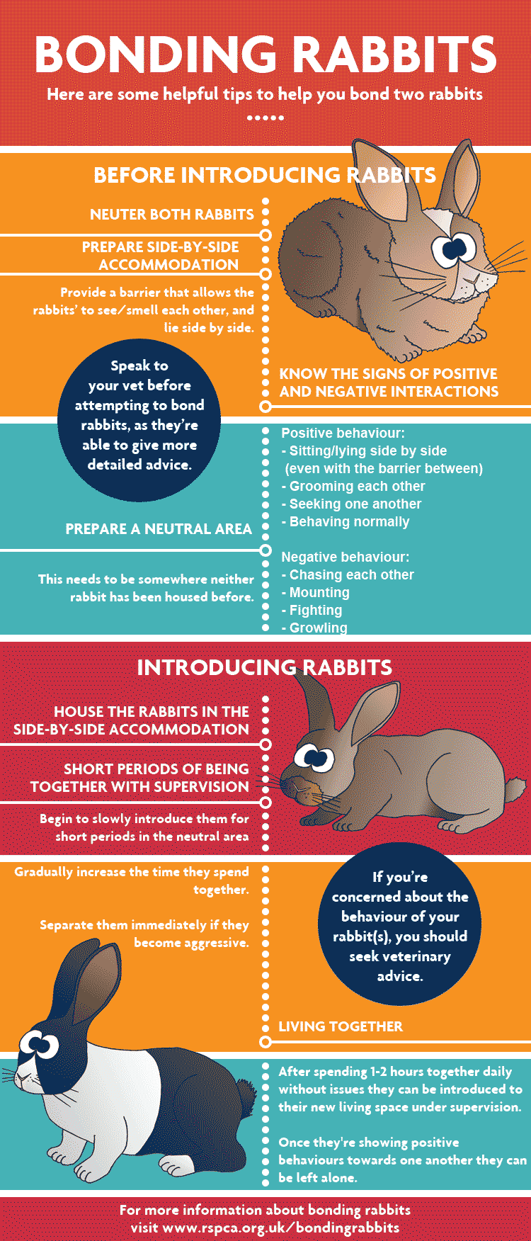 How to bond rabbits © RSPCA