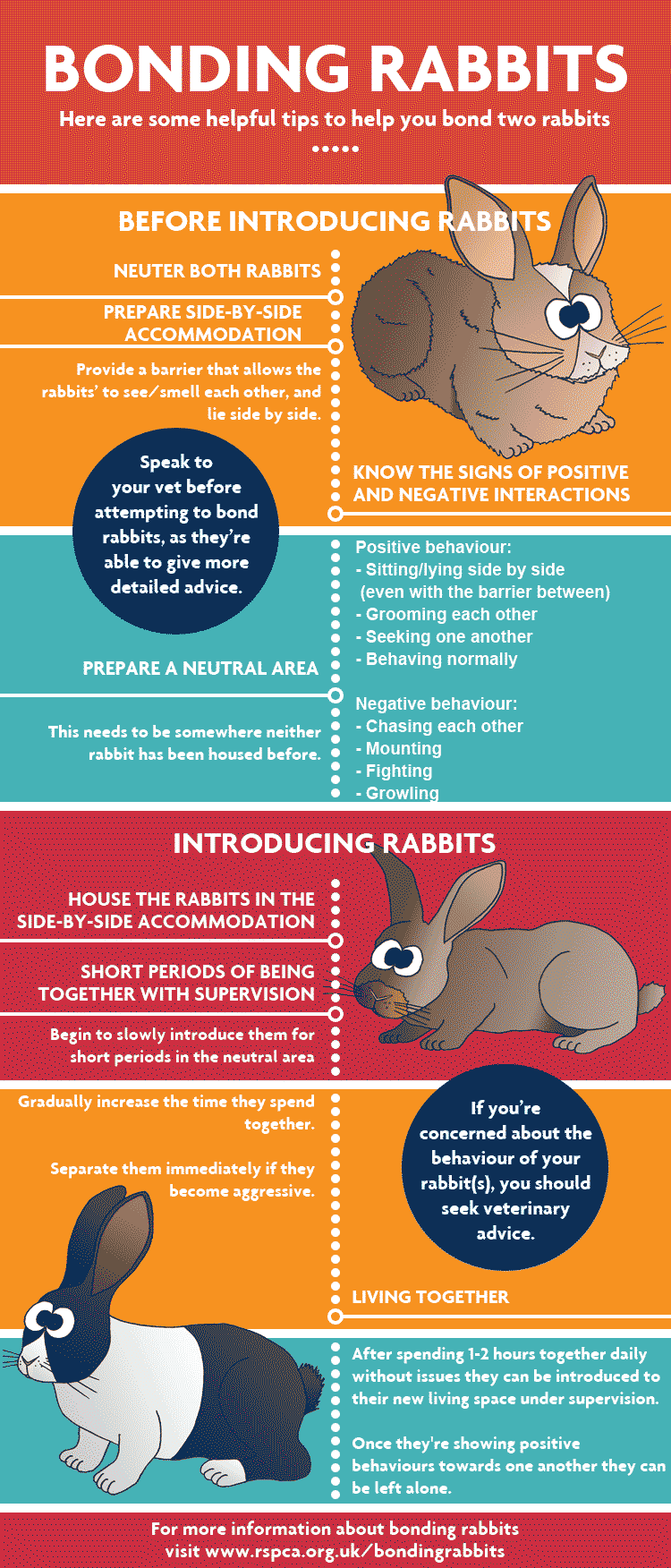 How To Introduce Rabbits To Each Other Rspca