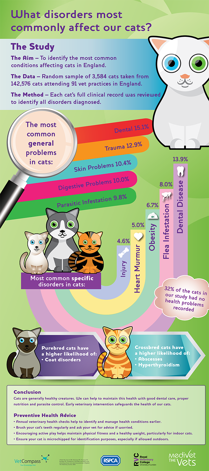 Common Cat Illnesses Prevention Rspca