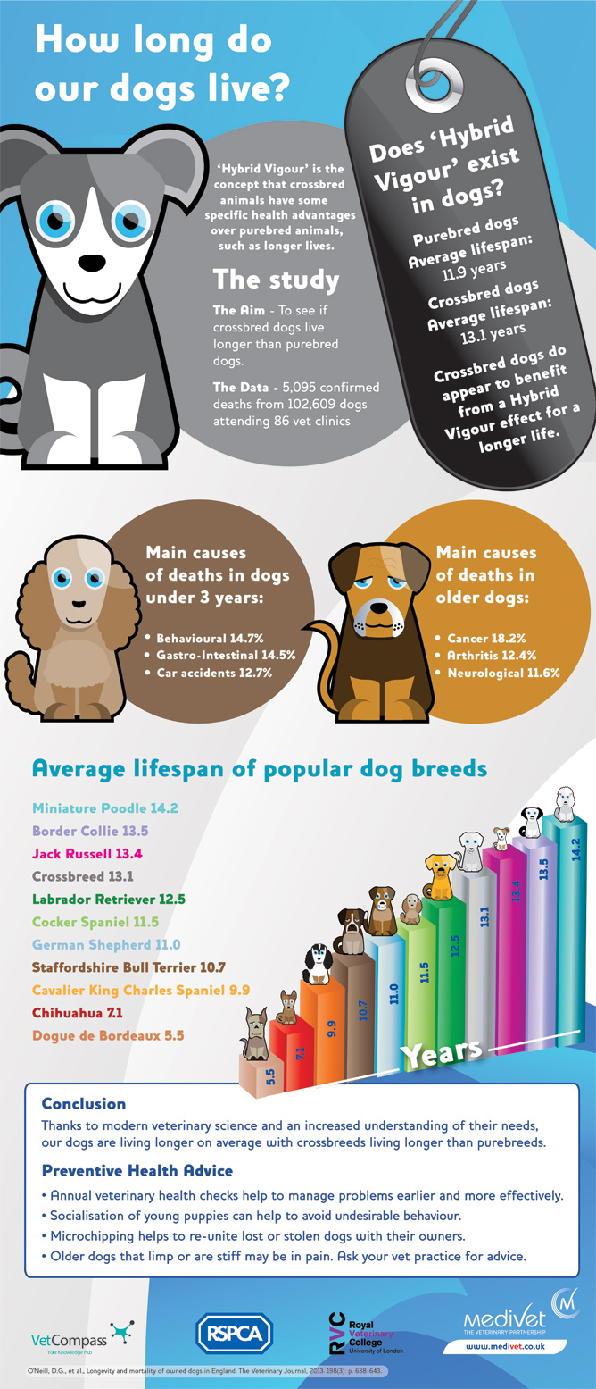 How long do dogs live infographic