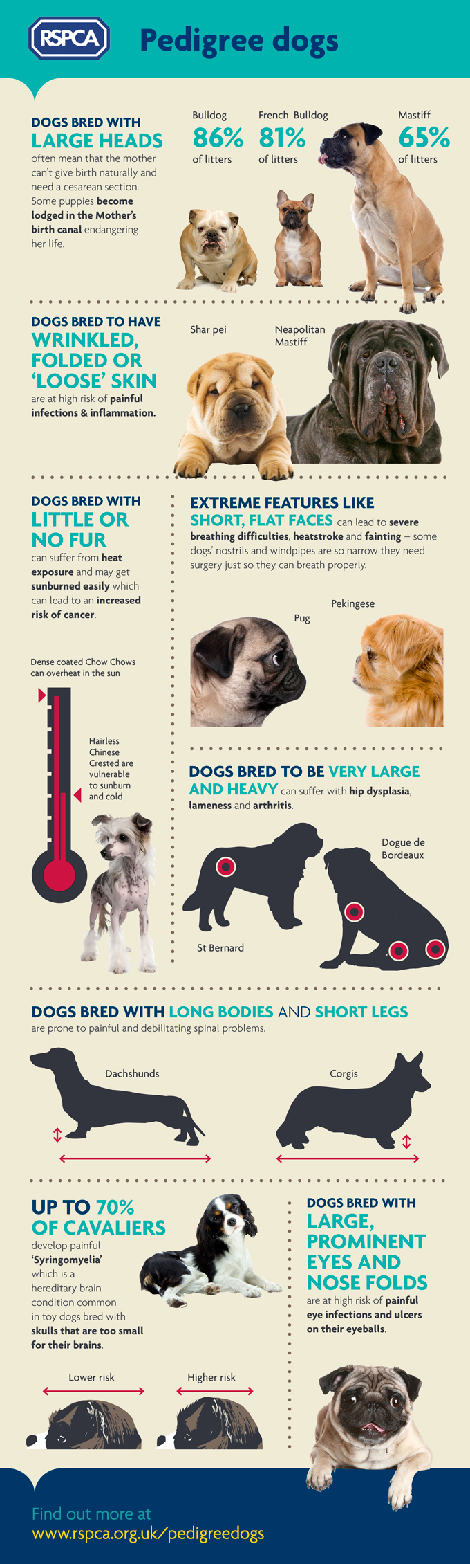 Pedigree dogs health problems © RSPCA
