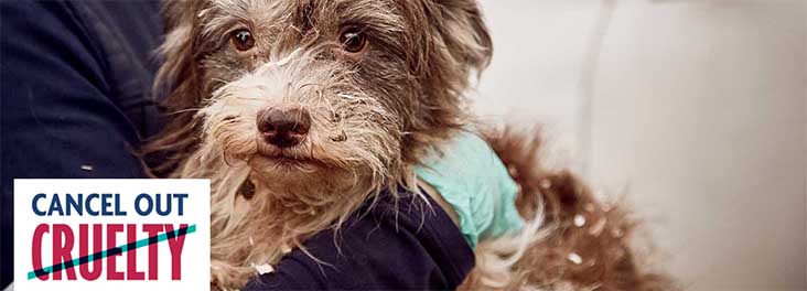 Birmingham Animal Centre - Home - RSPCA Birmingham Animal Centre - Home - RSPCA
