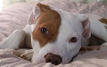 Deaf puppy lying on sofa