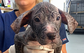 El the dog with no fur after rescue