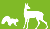 Squirrel and deer image