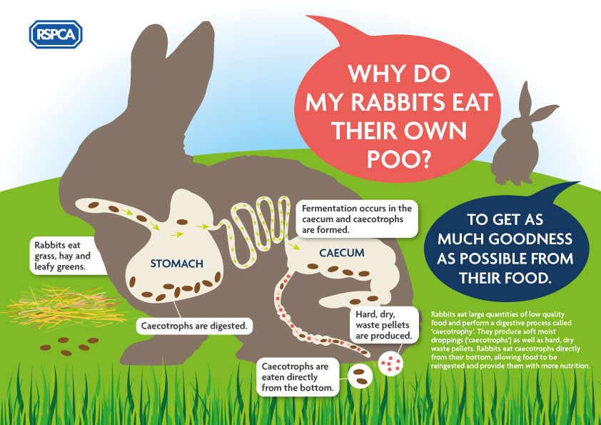 Rabbit Diet Rabbit Welfare Tips Advice Health