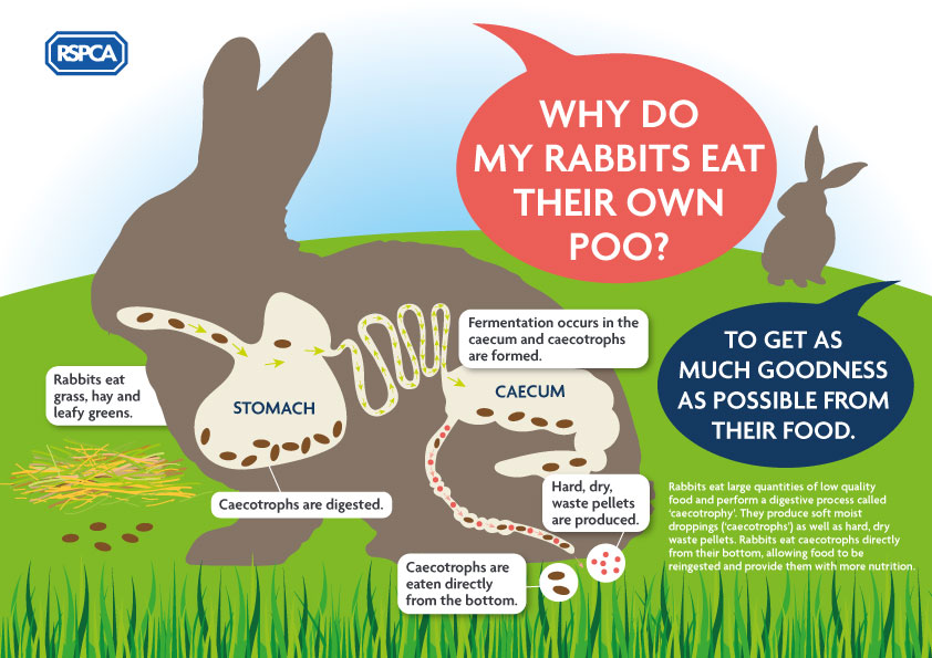 Rabbit Feeding Chart