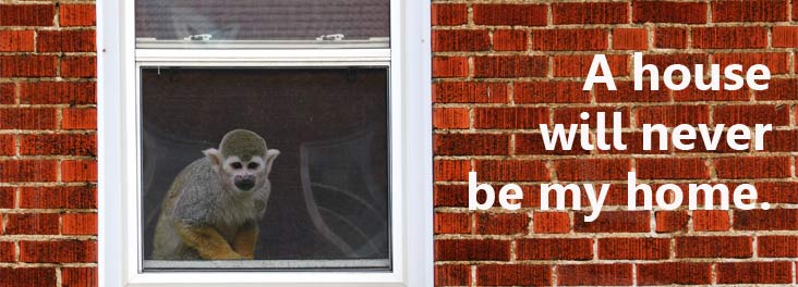Thousands of primates are being confined in UK homes © RSPCA Thousands of primates are being confined in UK homes © RSPCA