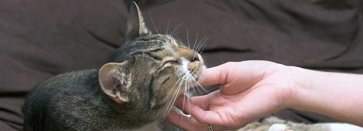 Owner stroking cat © RSPCA photolibrary Owner stroking cat © RSPCA photolibrary