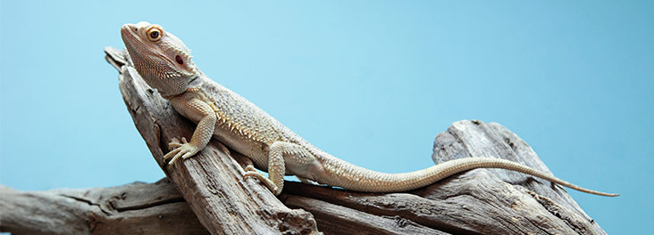 looking after bearded dragons