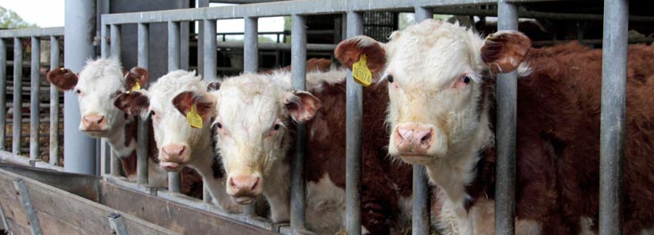 Hereford Cattle looking out over feeding trough © RSPCA photolibrary