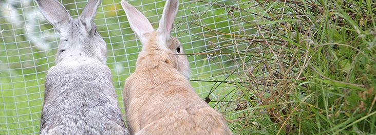 Two adult rabbits lying side by side © RSPCA photolibrary Two adult rabbits lying side by side © RSPCA photolibrary