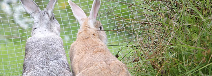 male and female rabbits living together