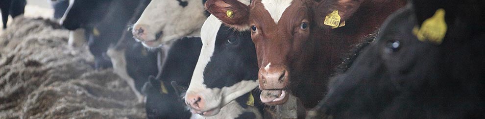 Dairy cows © RSPCA photolibrary