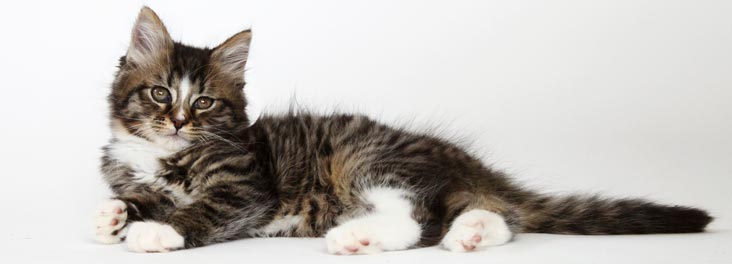 Tabby kitten lying down © RSPCA photolibrary