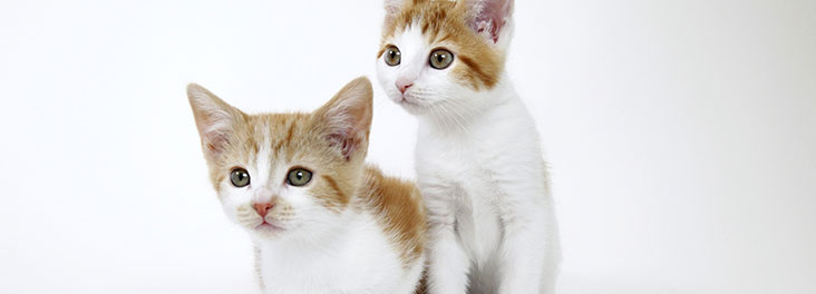 Domestic Cat Two ginger and white tabby kittens sitting in studio © RSPCA photolibrary
