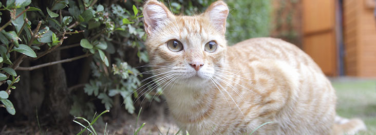 1096725 - Philip Toscano/RSPCA - RSPCA Rescues Profile of domestic cat Mr B after re-homing by the RSPCA © RSPCA photolibrary 1096725 - Philip Toscano/RSPCA - RSPCA Rescues Profile of domestic cat Mr B after re-homing by the RSPCA © RSPCA photolibrary