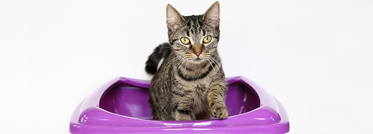 Cats Litter Tray Tips And Training Rspca