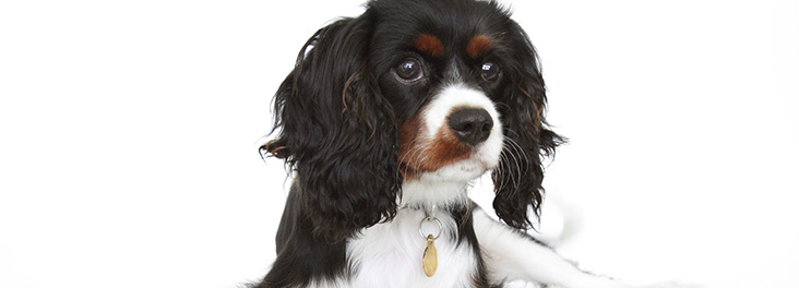 spaniel rescue centres