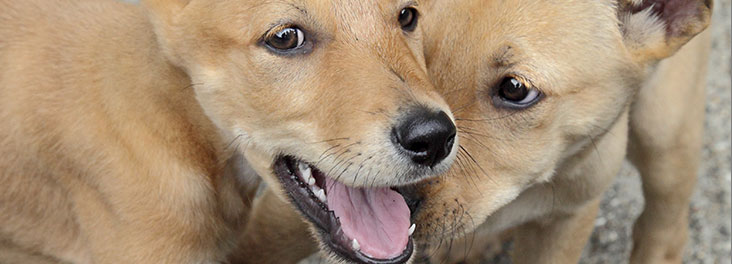 Lurcher cross puppies Jupiter and Pluto © RSPCA Photolibrary