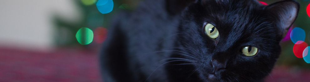 Cat staying calm at Christmas © RSPCA photolibrary Cat staying calm at Christmas © RSPCA photolibrary