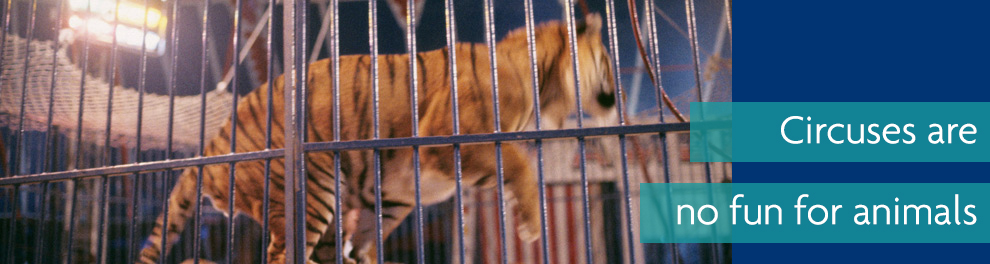 Tiger performing in zoo © RSPCA photolibrary Tiger performing in zoo © RSPCA photolibrary