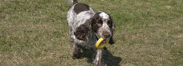 Cocker Spaniel running in a field © RSPCA photolibrary