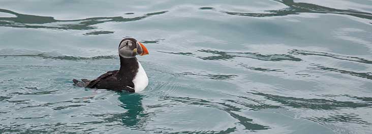 Puffin