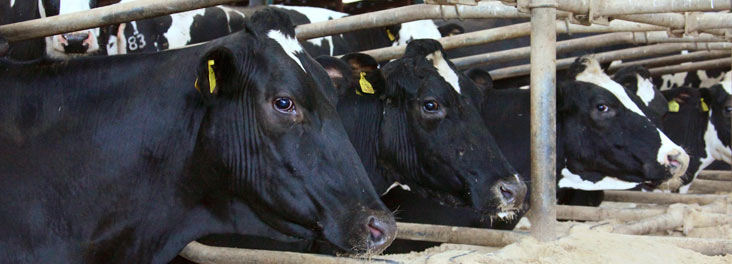 Holstein Dairy Cattle Herd © RSPCA photolibrary