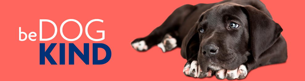 dog is what kind of animal