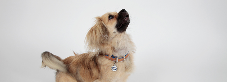 Tibetan Spaniel cross sitting in a studio © RSPCA photolibrary