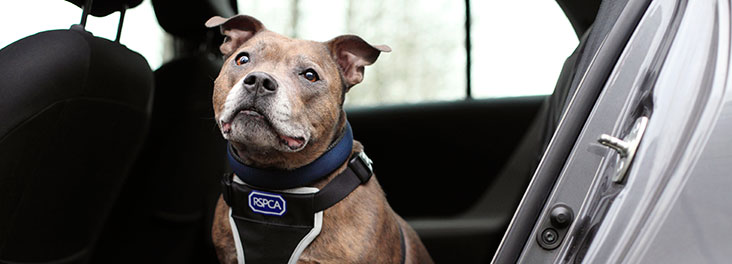 Staffordshire bull terrier in a car © RSPCA photolibrary Staffordshire bull terrier in a car © RSPCA photolibrary