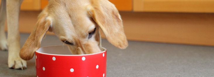 balanced diet for dogs