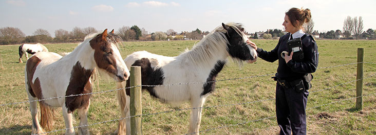 RSPCA Inspector checking on the condition of two horses © RSPCA photolibrary