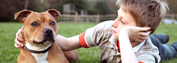 Young boy lying with Staffordshire bull terrier in park © RSPCA photolibrary Young boy lying with Staffordshire bull terrier in park © RSPCA photolibrary