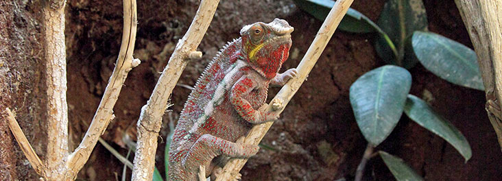 Panther Chameleon resting in vivarium © RSPCA