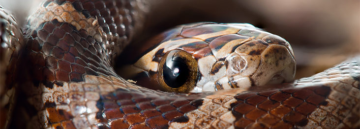 Baby corn snake © Alif Abdulrahman Baby corn snake © Alif Abdulrahman