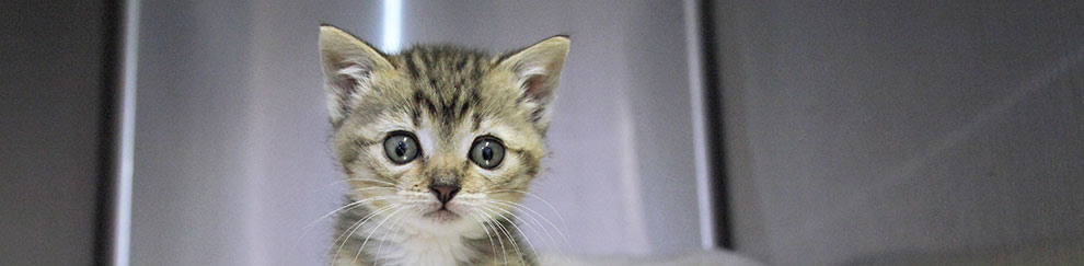 Single male kitten © RSPCA