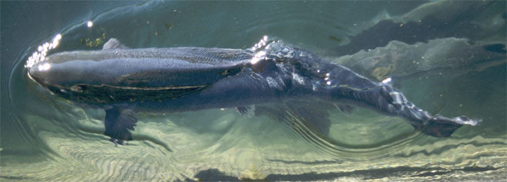 Salmon at a Freedom Food Farm © RSPCA photolibrary