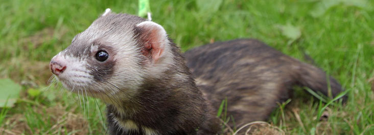 Portrait of an adult ferret  RSPCA photolibrary