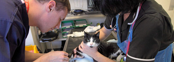 RSPCA Veterinary Surgeon inserting catheter into adult cat © RSPCA photolibrary