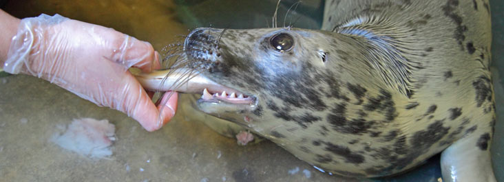 Grey Seal Rehabilitation © RSPCA photolibrary Grey Seal Rehabilitation © RSPCA photolibrary