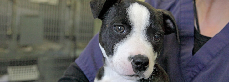 Can You Help Temporarily Foster An Animal Rspca