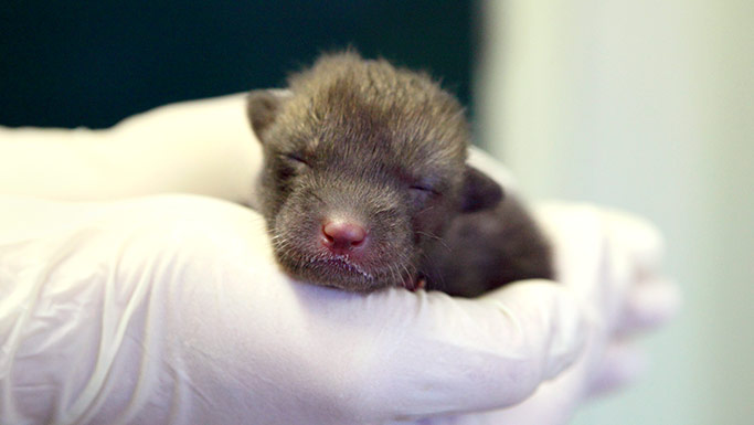 Fox cub in RSPCA care © RSPCA Photolibrary