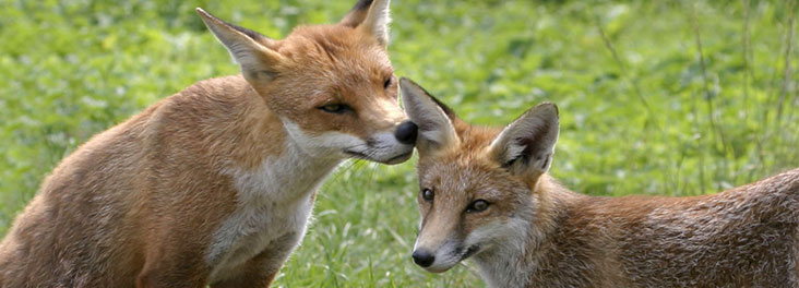 Two foxes in the grass © RSPCA