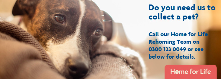 Terrier lying down on sofa © RSPCA photolibrary