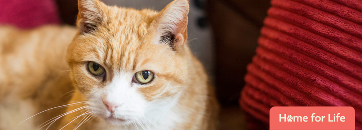 Ginger cat sitting on a sofa © RSPCA