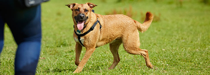 rspca shock collars