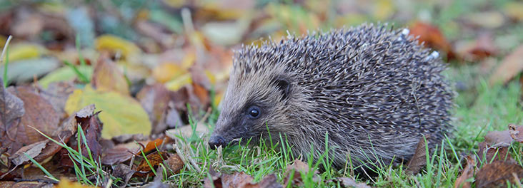 Hedgehogs In The Garden Rspca Org Uk